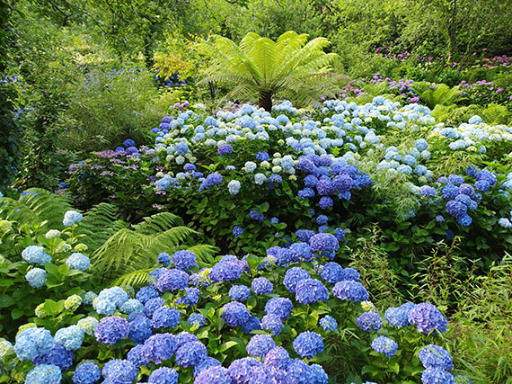 Cmo podar las hortensias para alargar la floracin